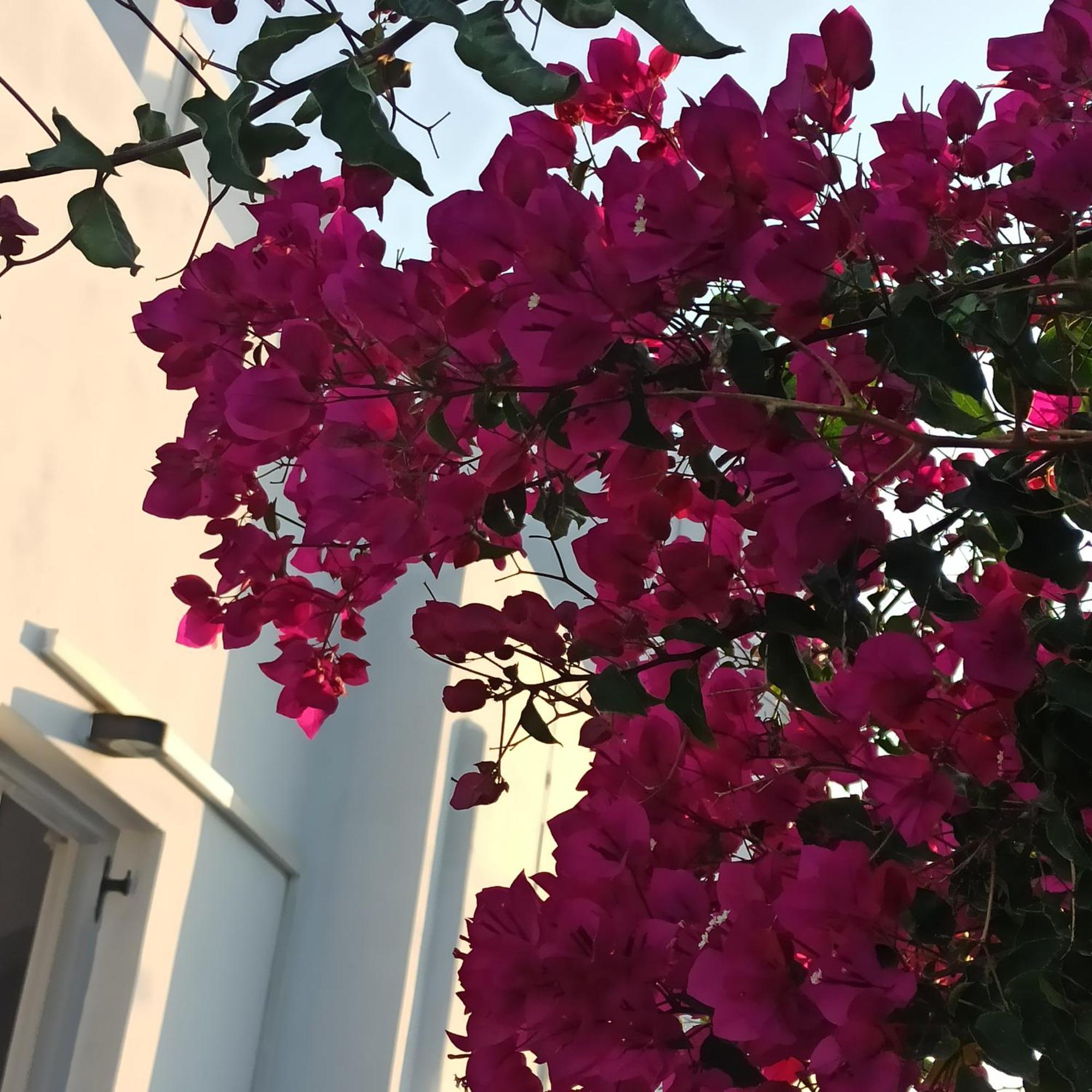 Isalos Paros Naoussa Esterno foto